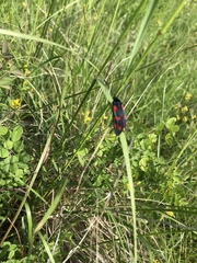 Zygaena filipendulae