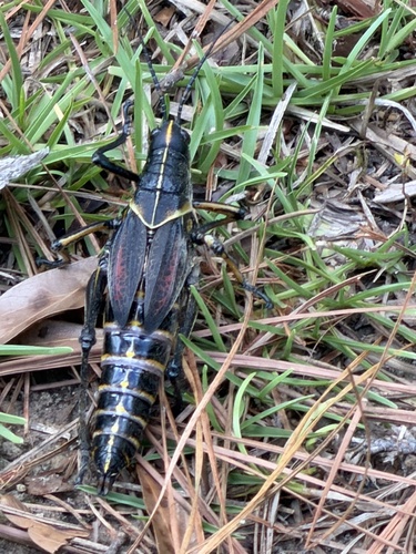 Eastern Lubber Grasshopper