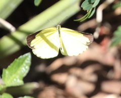 Eurema hecabe solifera