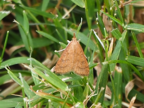 Celery Leaftier Moth