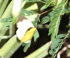 Eurema hecabe solifera