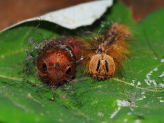 Lymantria xylina
