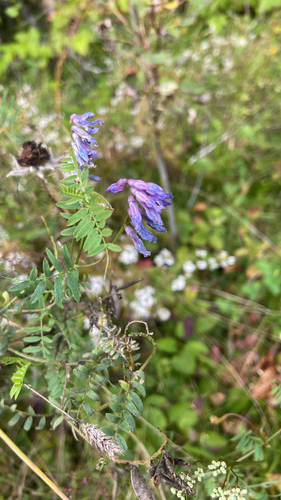 tufted vetch