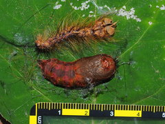 Lymantria xylina