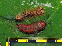 Lymantria xylina