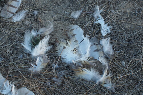 Western Barn Owl