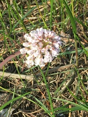 Noccaea caerulescens