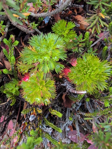 Luetkea pectinata, photograph 3