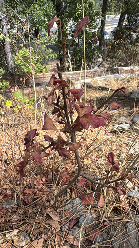 iNaturalist observation photo of Pacific poison oak