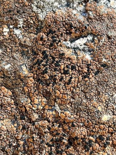 iNaturalist observation photo of Brown Tile Lichen