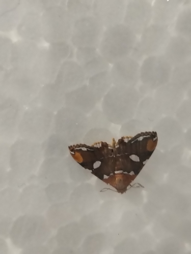 Eulepidotis guttata