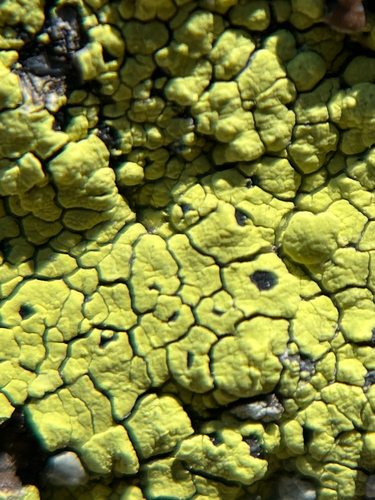 iNaturalist observation photo of cobblestone lichen family