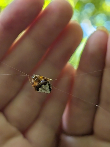 Arrowhead Orbweaver