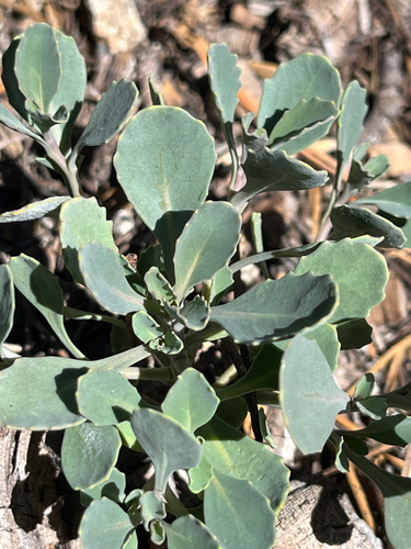 iNaturalist observation photo of Mountain Jewelflower