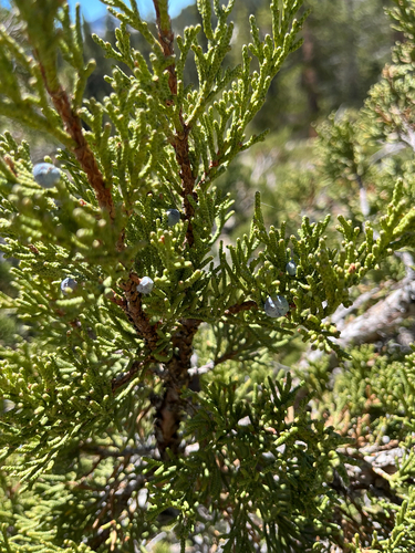 iNaturalist observation photo of Sierra juniper