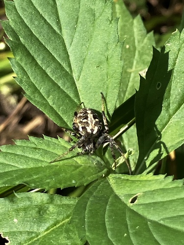 Arabesque Orbweaver