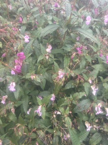 Himalayan balsam
