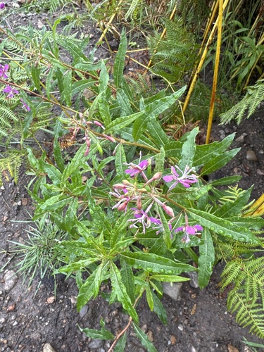 fireweed