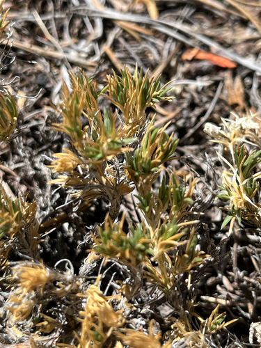 iNaturalist observation photo of phloxes