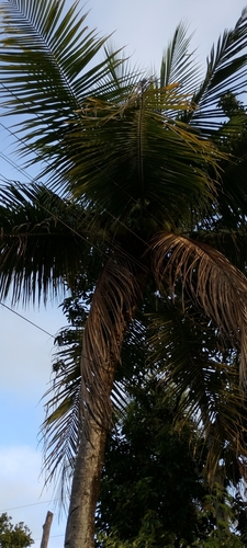 coconut palm