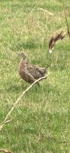 Ring-necked Pheasant