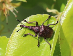 Rhynchites giganteus