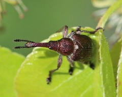 Rhynchites giganteus