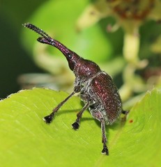 Rhynchites giganteus