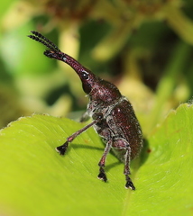 Rhynchites giganteus