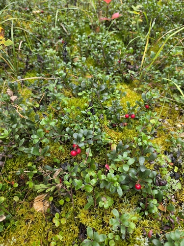 bearberry