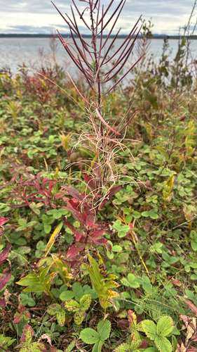 fireweed