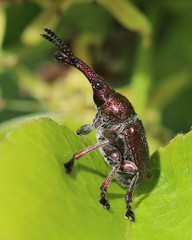 Rhynchites giganteus