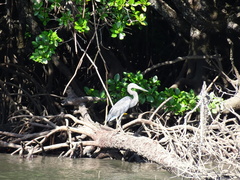 Ardea sumatrana