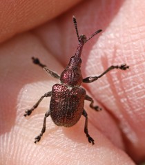 Rhynchites giganteus