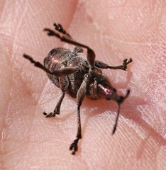 Rhynchites giganteus