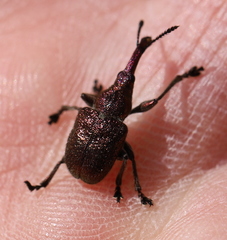 Rhynchites giganteus