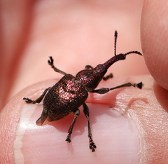 Rhynchites giganteus