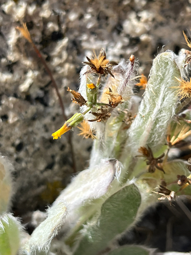 iNaturalist observation photo of Prickly Hawkweed