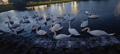 Mute Swan observed by david_flood
