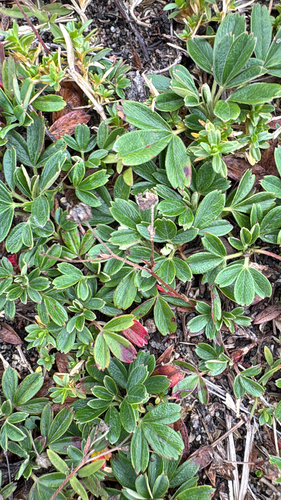 three-toothed cinquefoil