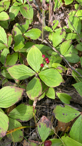 Canadian bunchberry