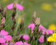 Dianthus pavonius