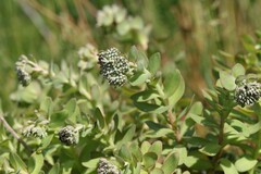 Hylotelephium anacampseros