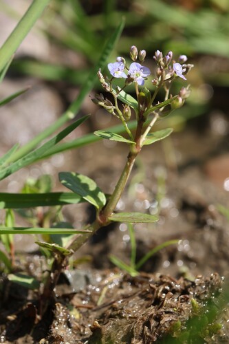 Veronica beccabunga, photograph 6
