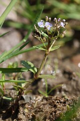 Veronica beccabunga, photograph (c) Antoine Thivolle, some rights reserved (CC BY)