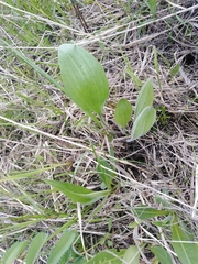 Plantago maxima