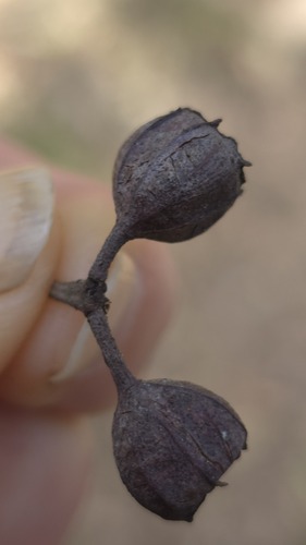 Angophora floribunda, photograph 4