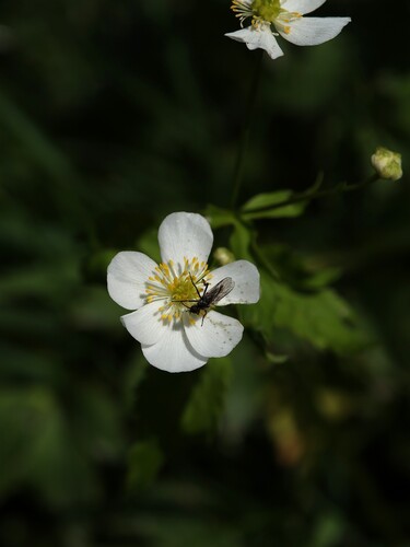Ranunculus aconitifolius, photograph 1