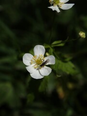 Ranunculus aconitifolius