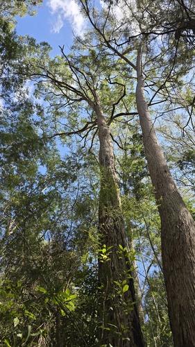 Angophora floribunda, photograph 2